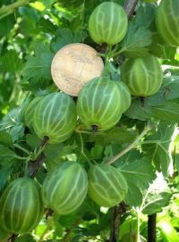Купить саженц крыжовника Малахит 1шт