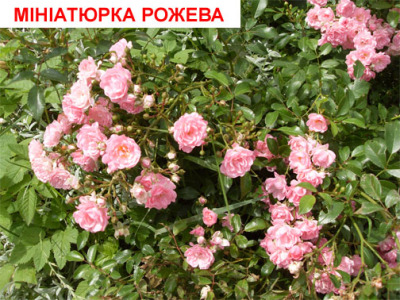 Саженцы роз Миниатюрка Розовая 1шт