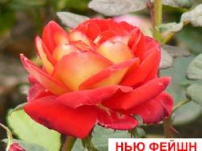 Купить саженецы роз сорта  Нью Фейшн 1шт