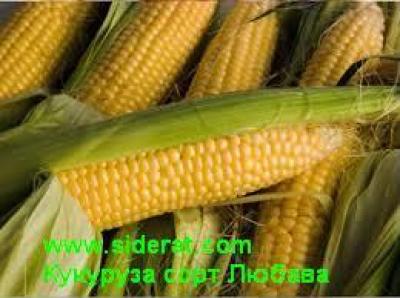 Купити Насіння кукурудзи Любава 1 кг