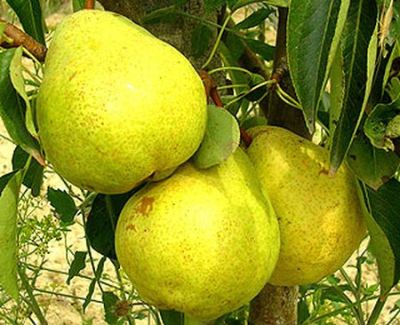 Саженцы груши Золотоворотская 1шт