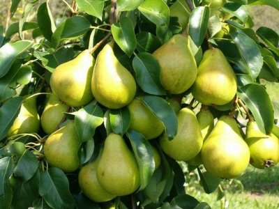 Саженцы груши Стрийская 1шт