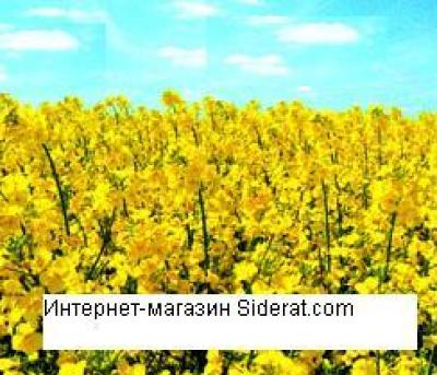 Насіння ріпаку озимого 1кг ( Збагачує землю сіркою та фосфором)